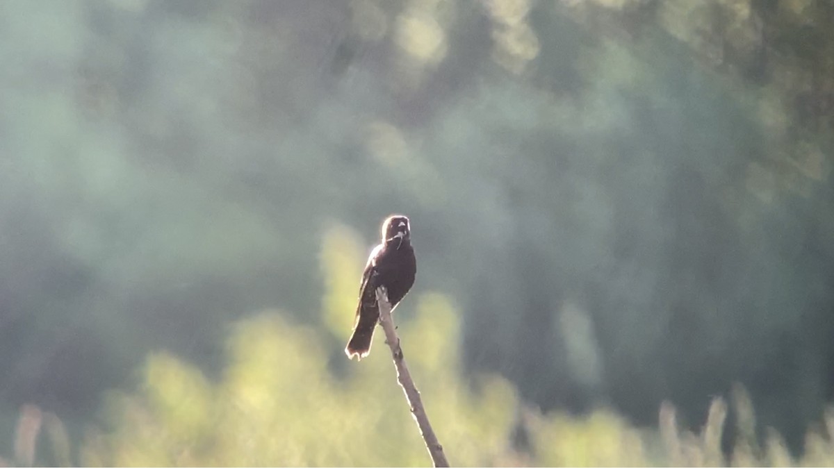 Bobolink - André BERNARD