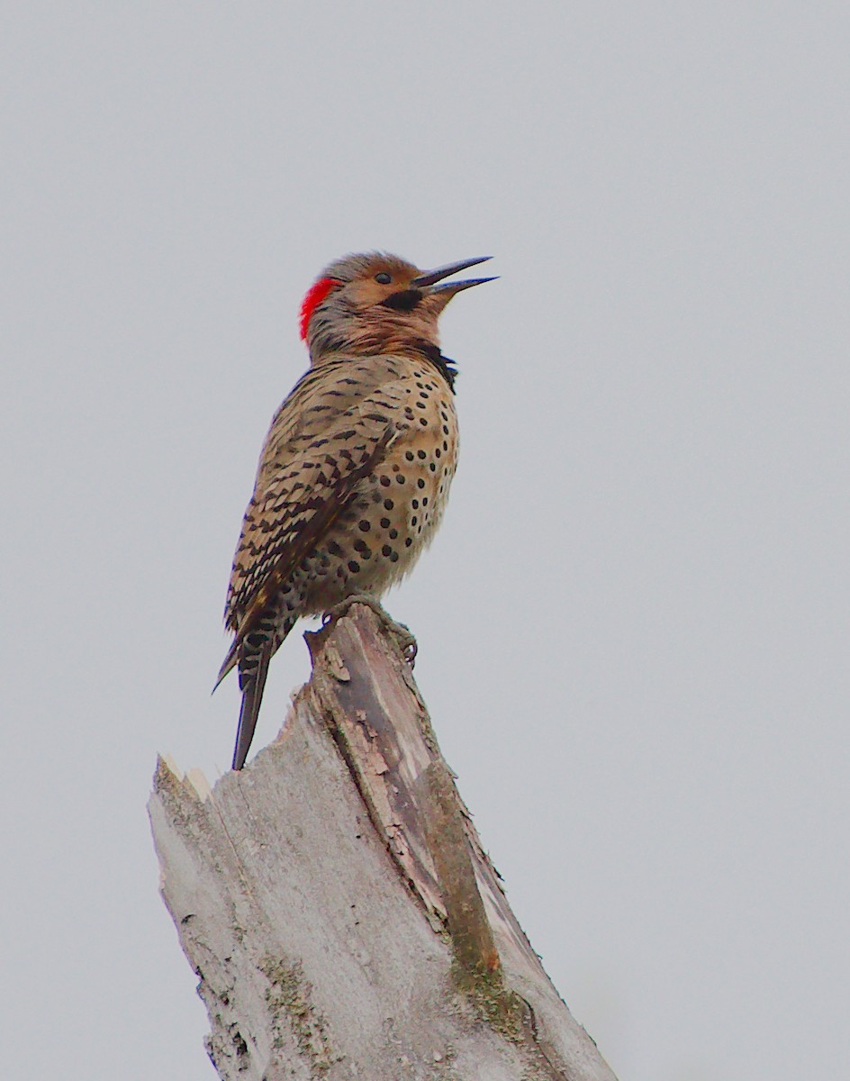 Northern Flicker - Rick Beaudon