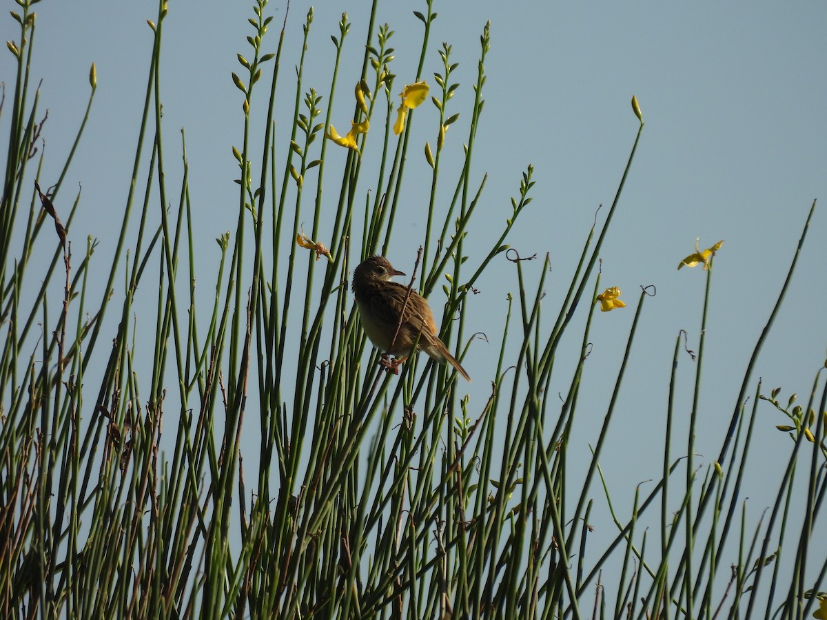 Zitting Cisticola - George Watola