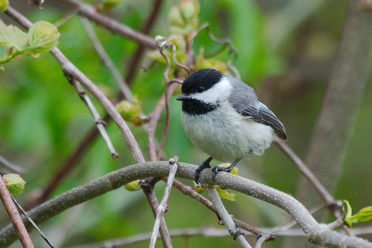 Black-capped Chickadee - Rick Beaudon