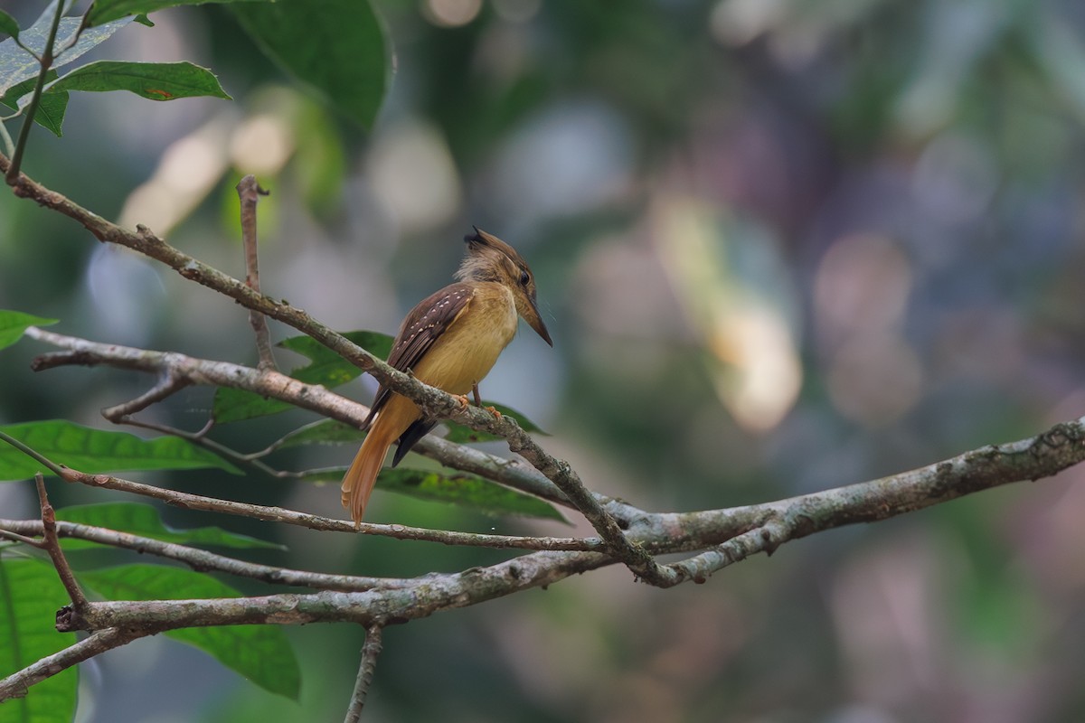 Tropical Royal Flycatcher - ML619521700