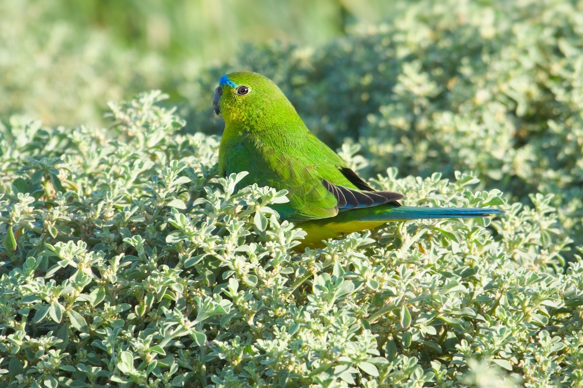 Orange-bellied Parrot - Jason Polak