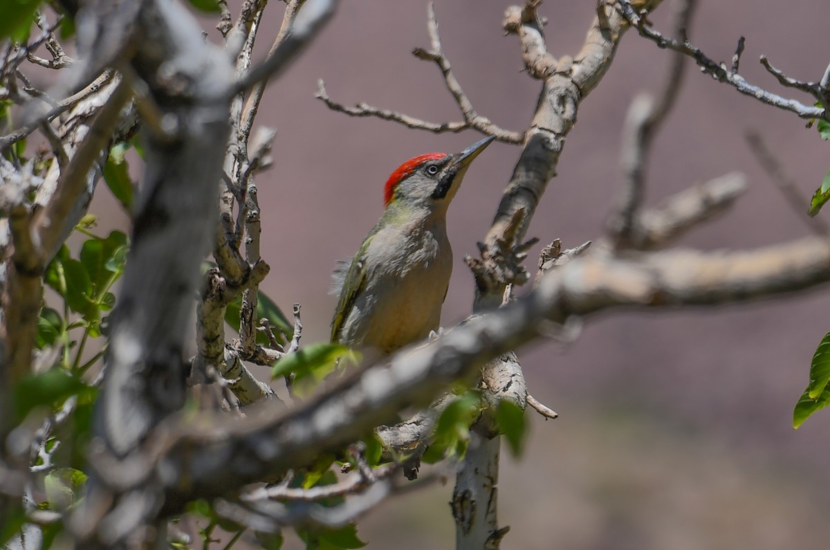 Levaillant's Woodpecker - Viorel-Ilie ARGHIUS