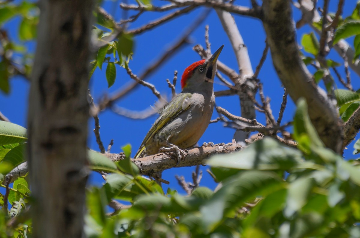 Levaillant's Woodpecker - Viorel-Ilie ARGHIUS