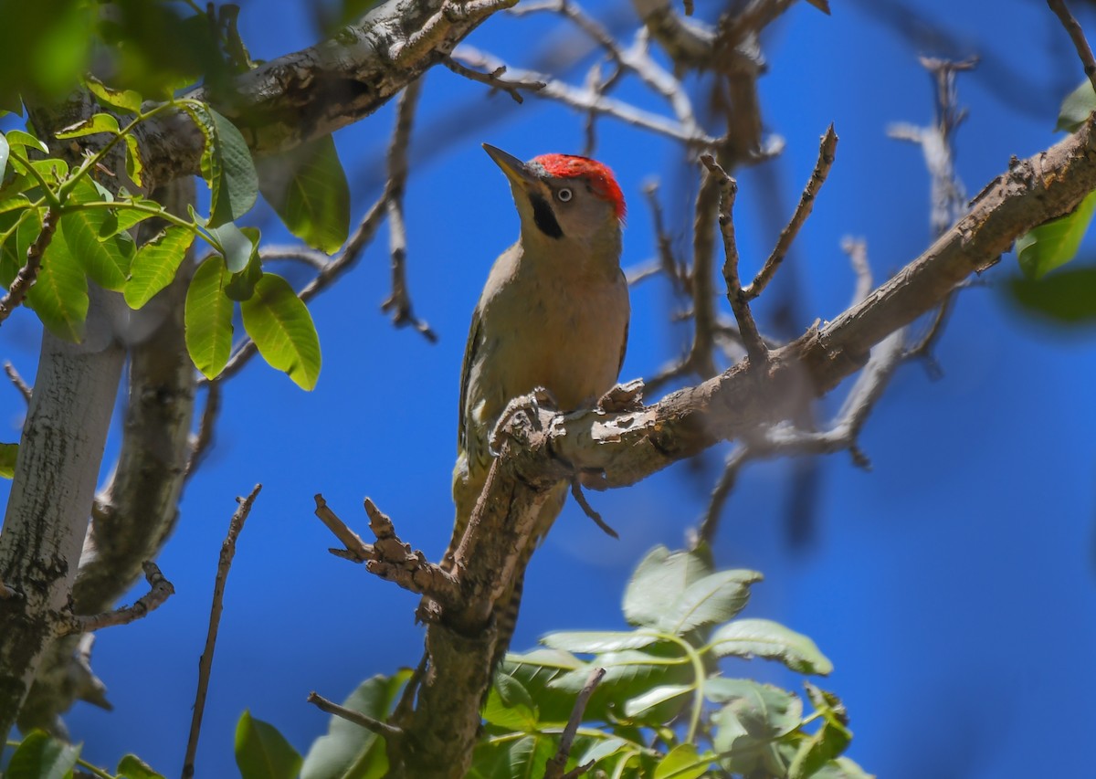 Levaillant's Woodpecker - Viorel-Ilie ARGHIUS