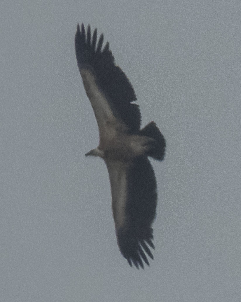 Eurasian Griffon - Abbas Mahjoob