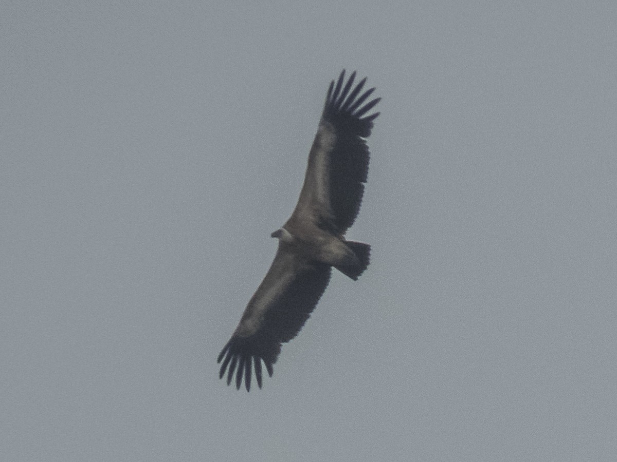 Eurasian Griffon - Abbas Mahjoob