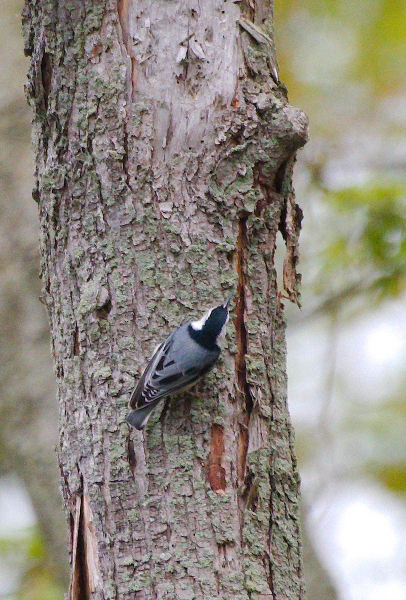 White-breasted Nuthatch - Rick Beaudon