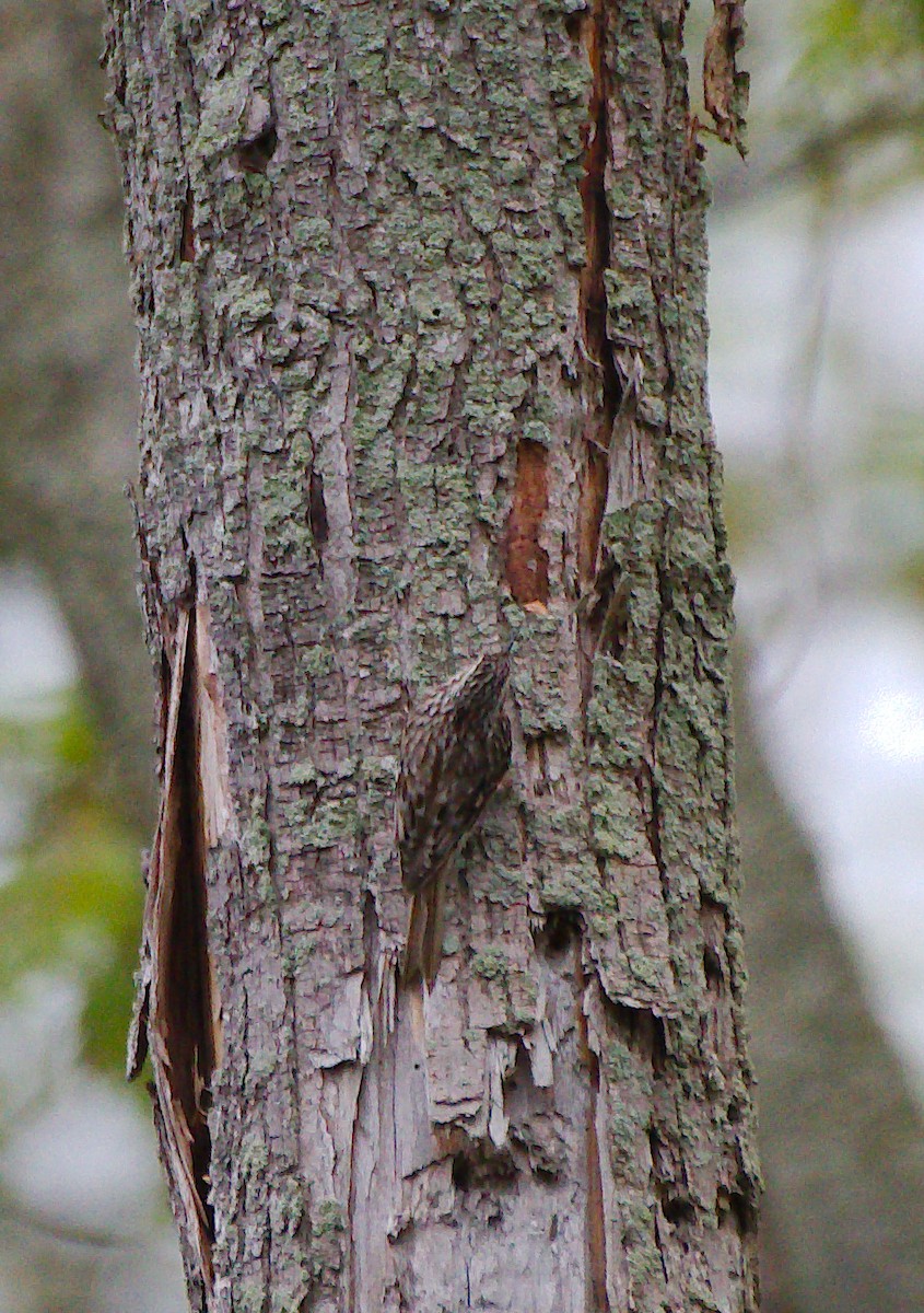 Brown Creeper - Rick Beaudon