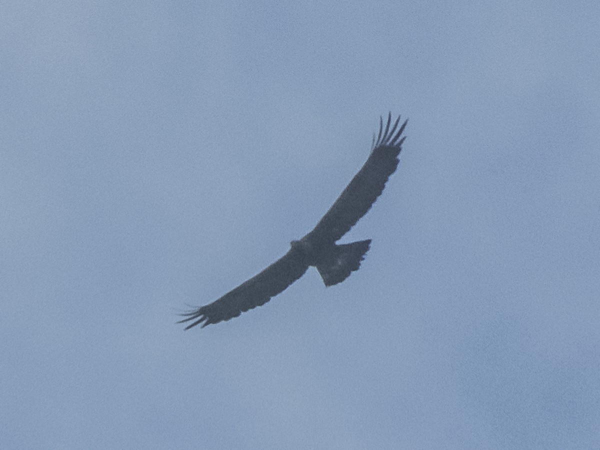 Golden Eagle - Abbas Mahjoob