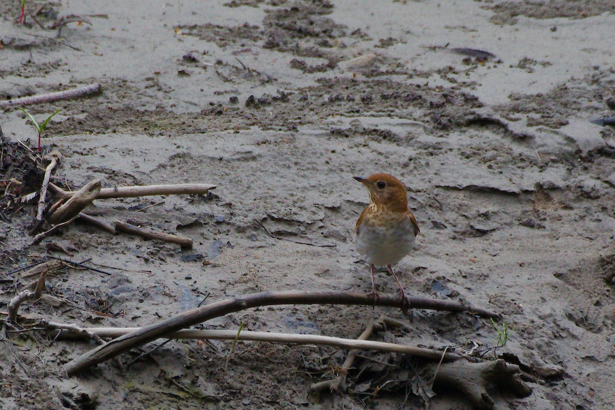 Veery - Rick Beaudon