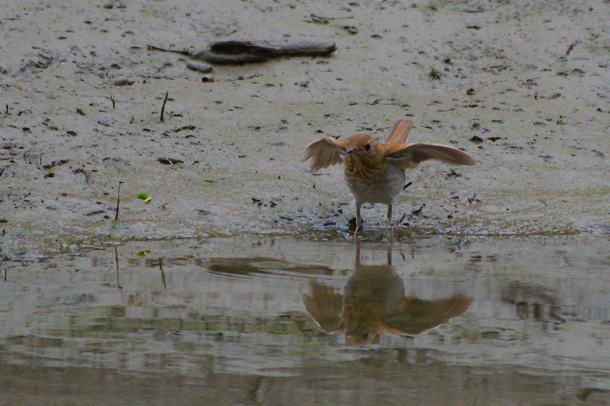 Veery - Rick Beaudon