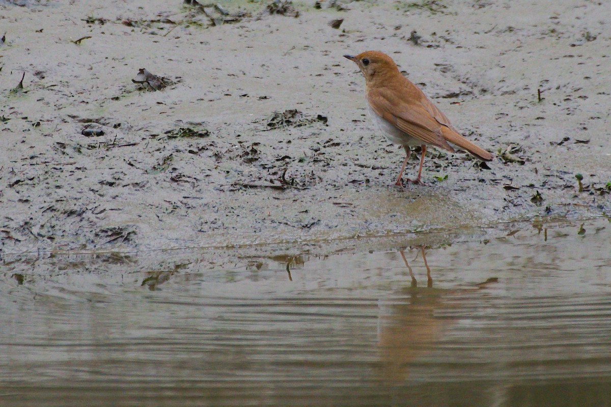 Veery - Rick Beaudon