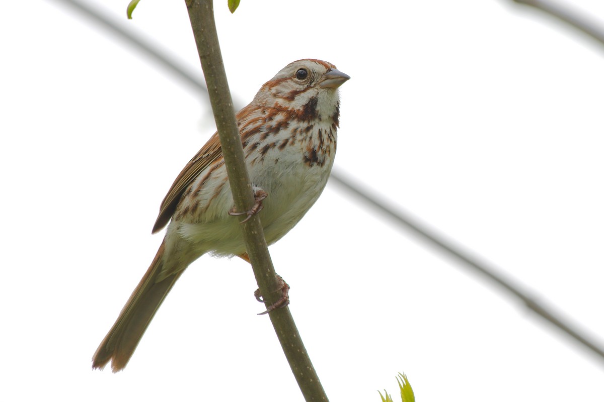 Song Sparrow - Rick Beaudon