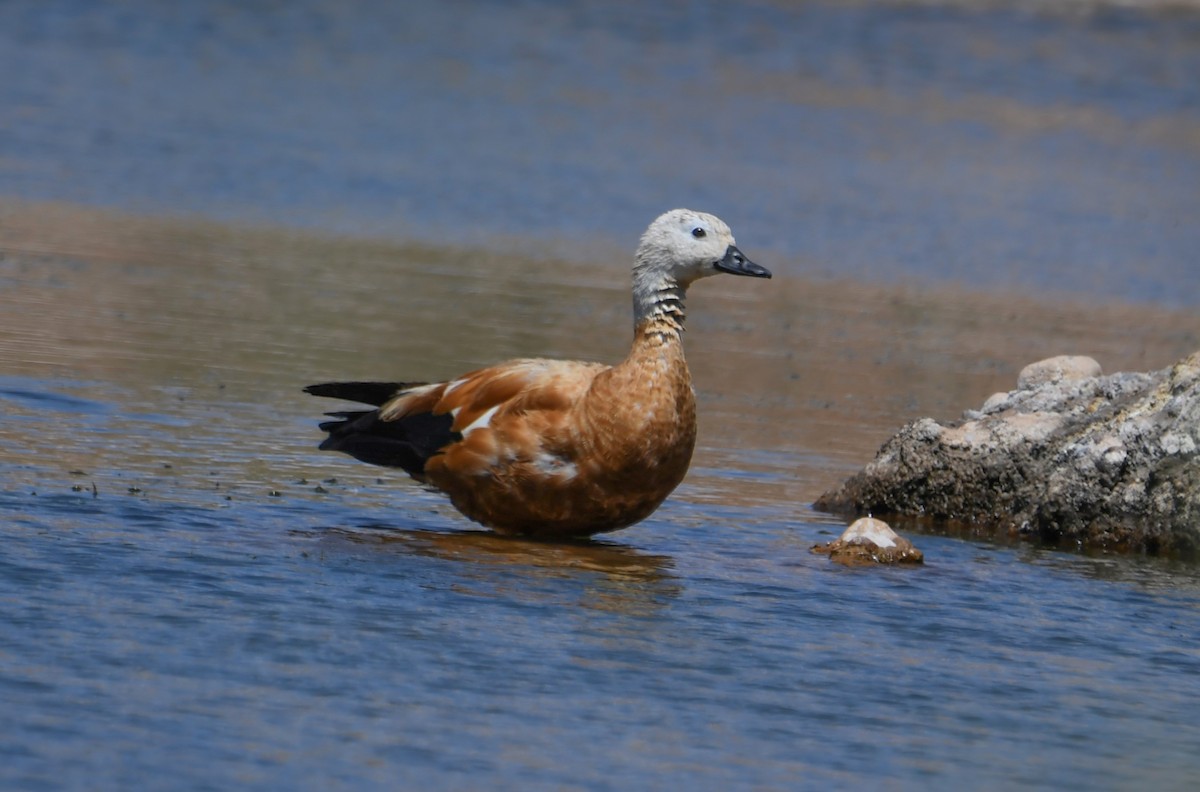 Ruddy Shelduck - Viorel-Ilie ARGHIUS