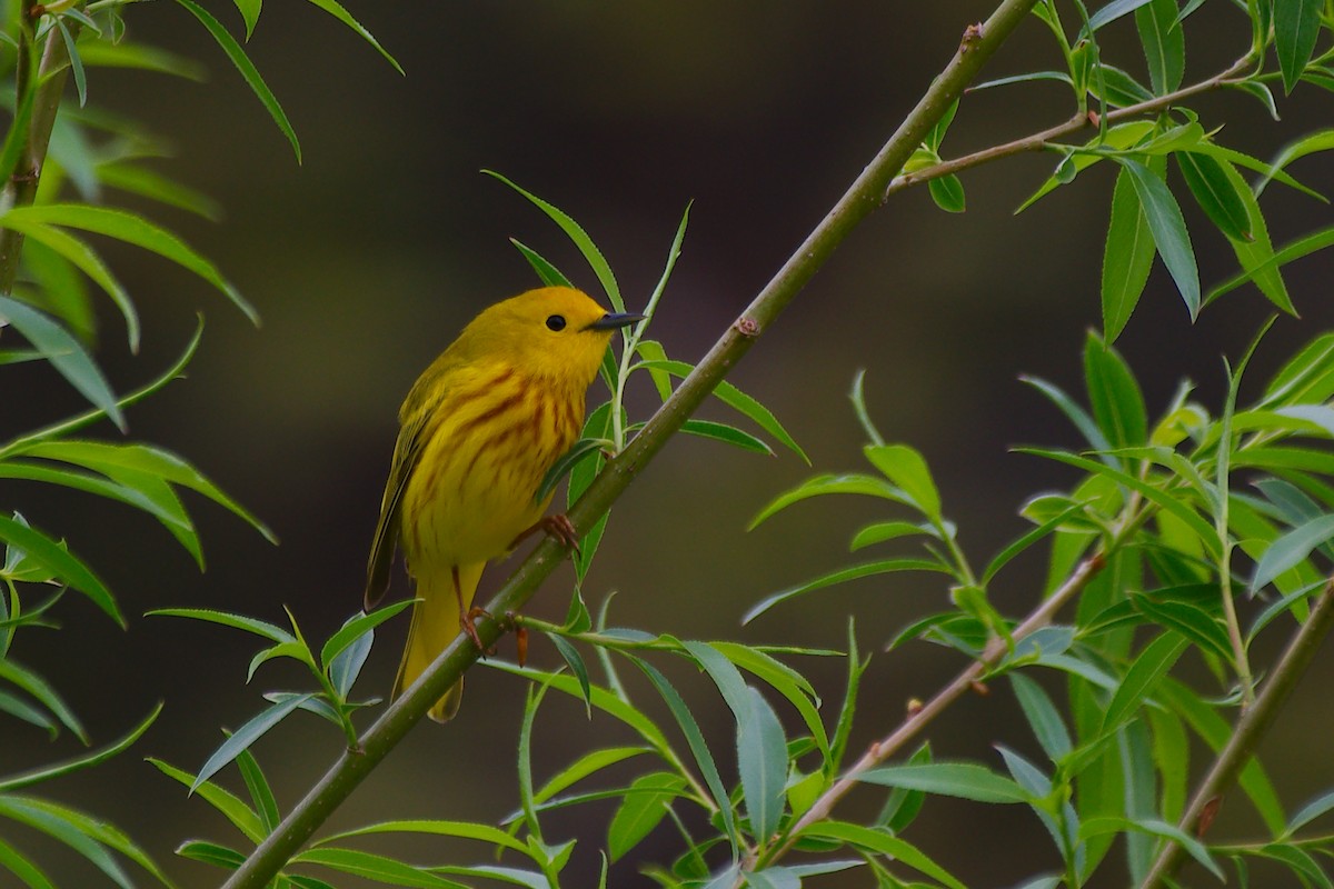 Yellow Warbler - Rick Beaudon