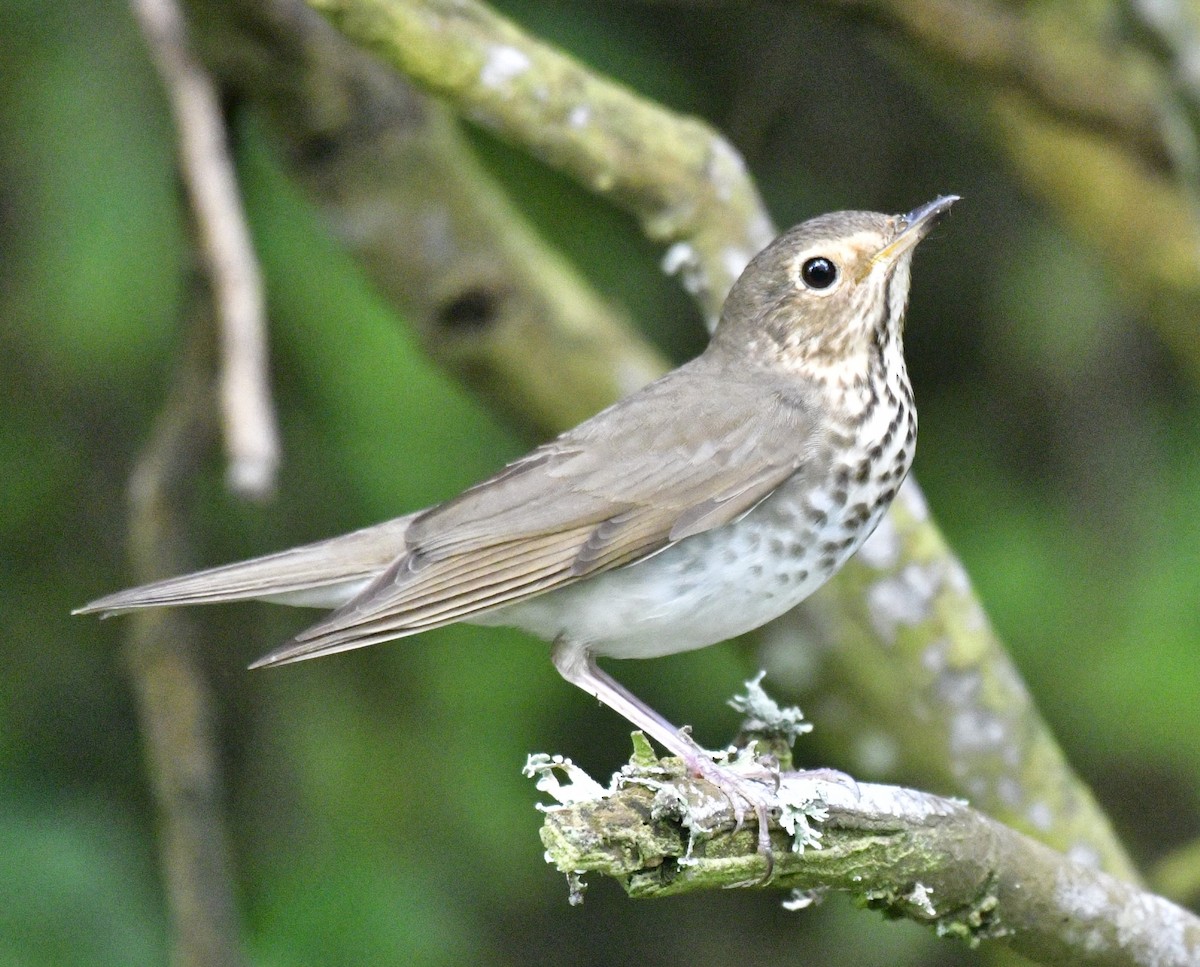 Swainson's Thrush - Harrison Calvin