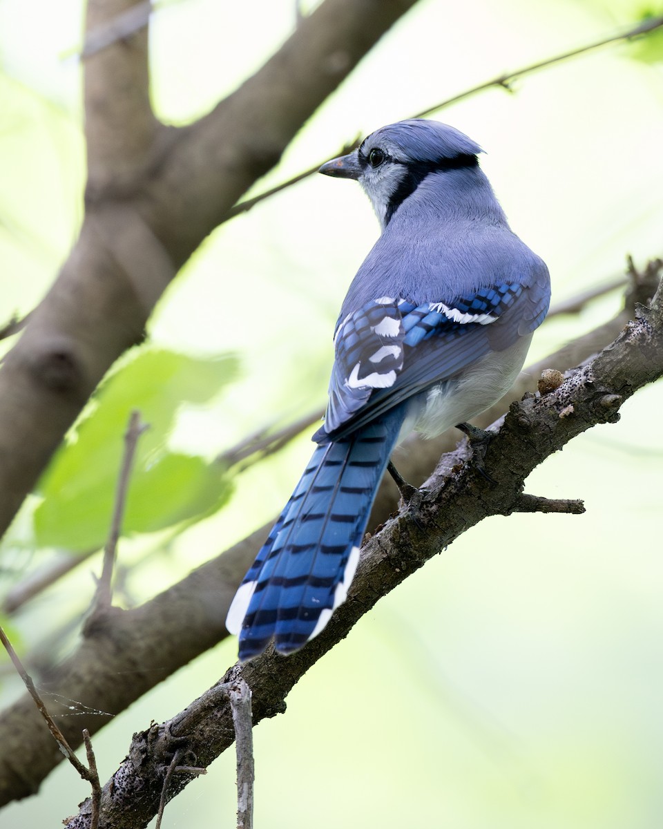 Blue Jay - Varun Sharma