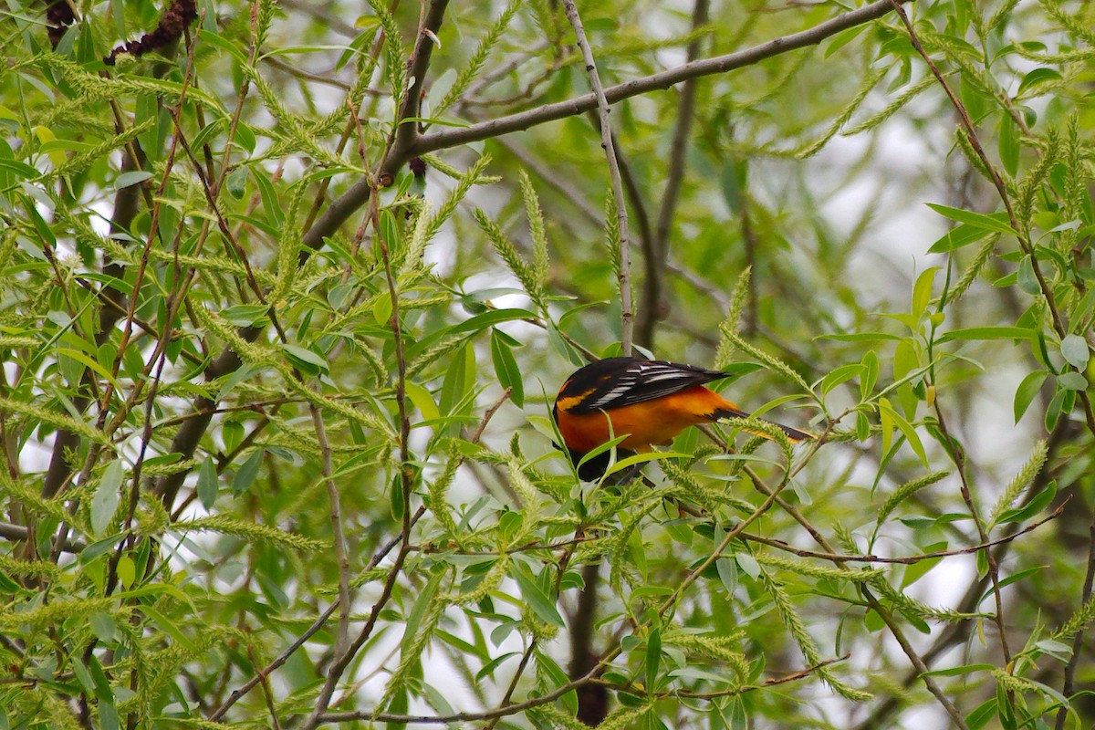 Baltimore Oriole - Rick Beaudon