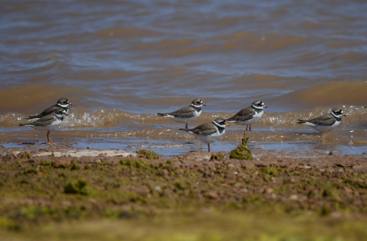 Common Ringed Plover - Viorel-Ilie ARGHIUS