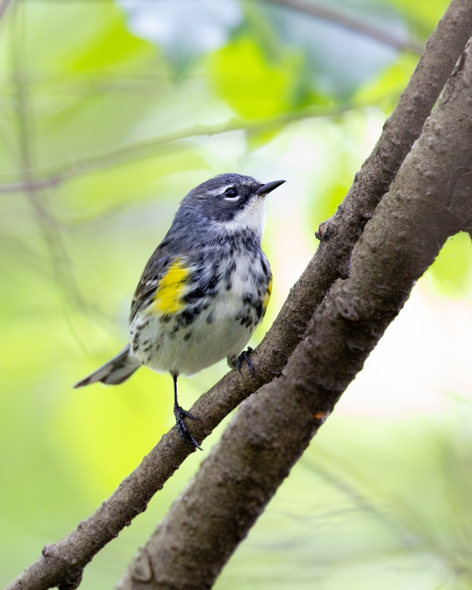 Yellow-rumped Warbler - Varun Sharma