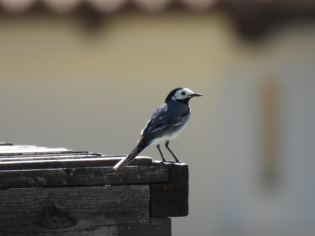 White Wagtail - George Watola