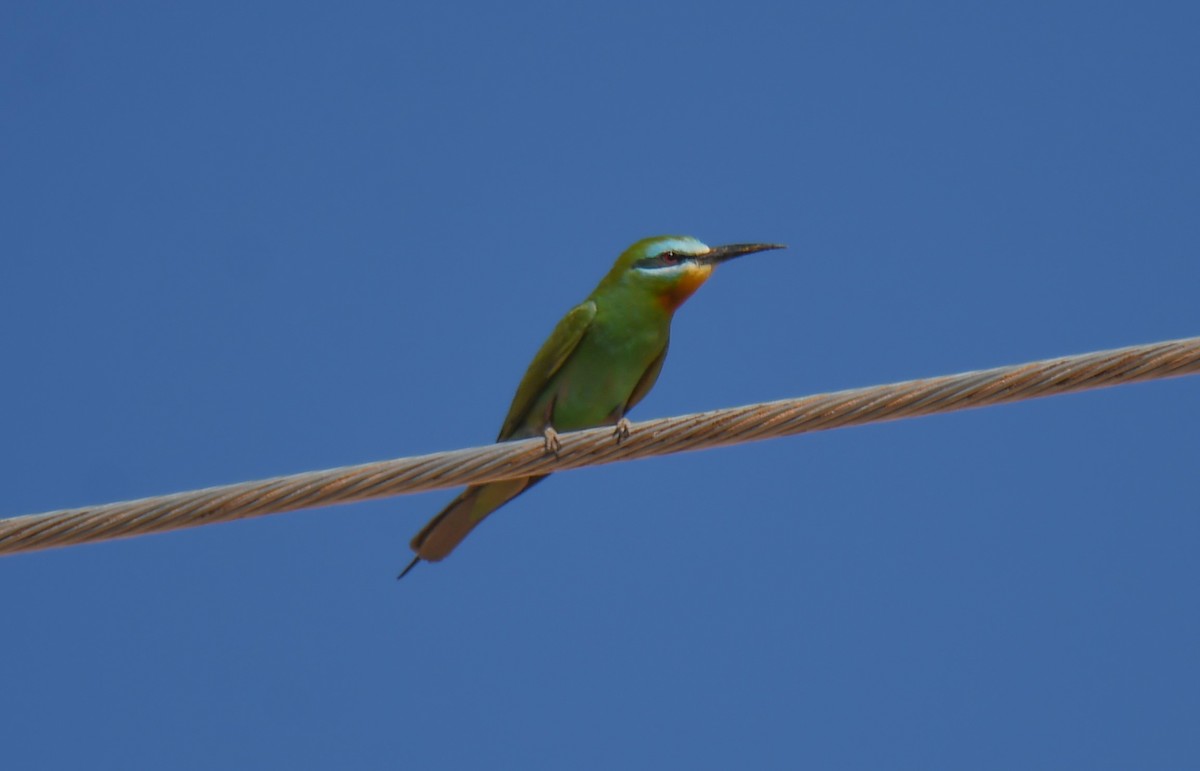 Blue-cheeked Bee-eater - Viorel-Ilie ARGHIUS