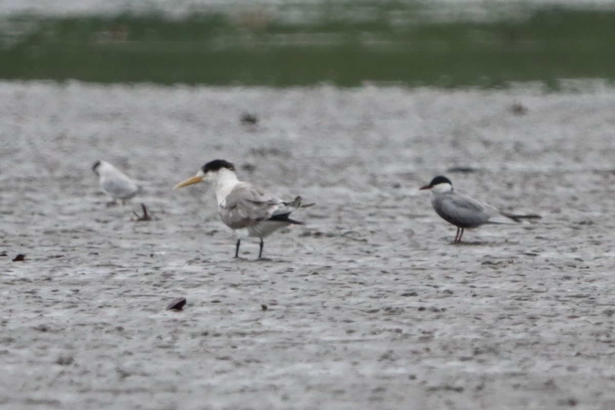 Great Crested Tern - ML619521772