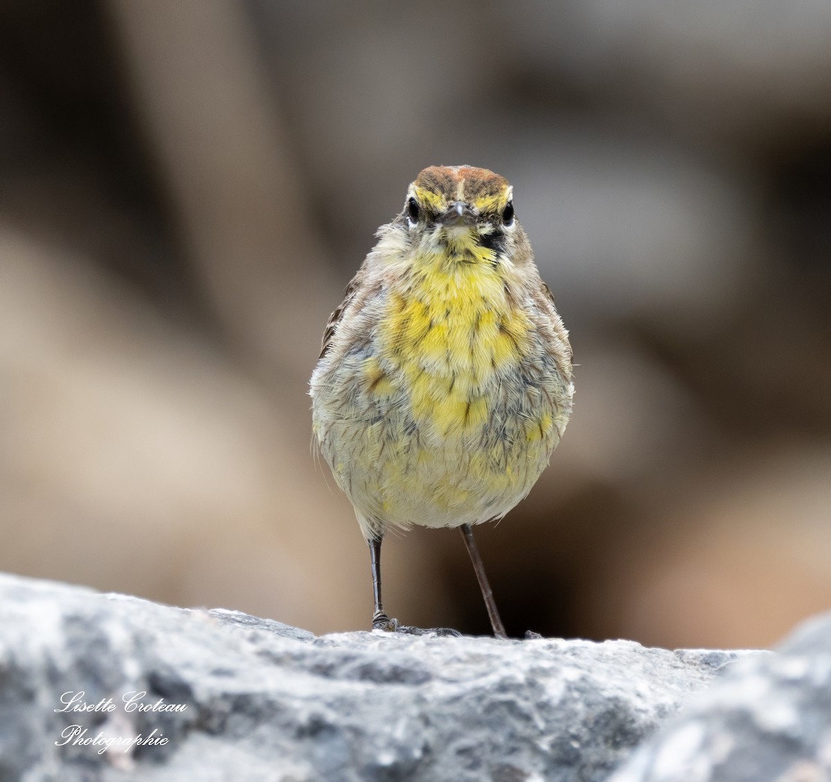 Palm Warbler - Lisette Croteau