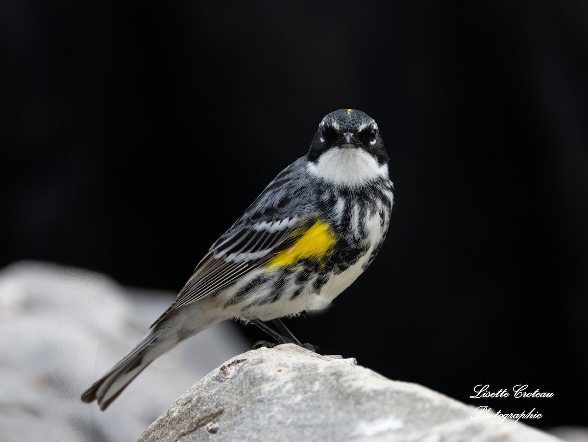 Yellow-rumped Warbler - Lisette Croteau