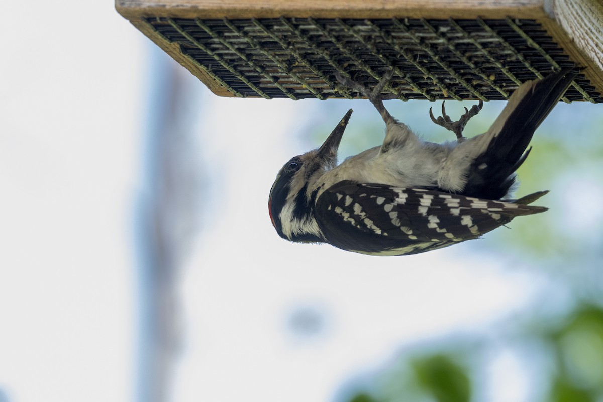 Hairy Woodpecker - Ric mcarthur