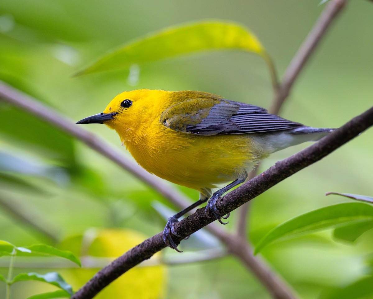 Prothonotary Warbler - Varun Sharma