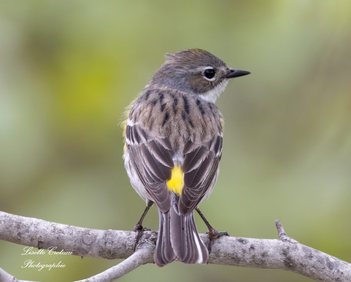 Yellow-rumped Warbler - Lisette Croteau