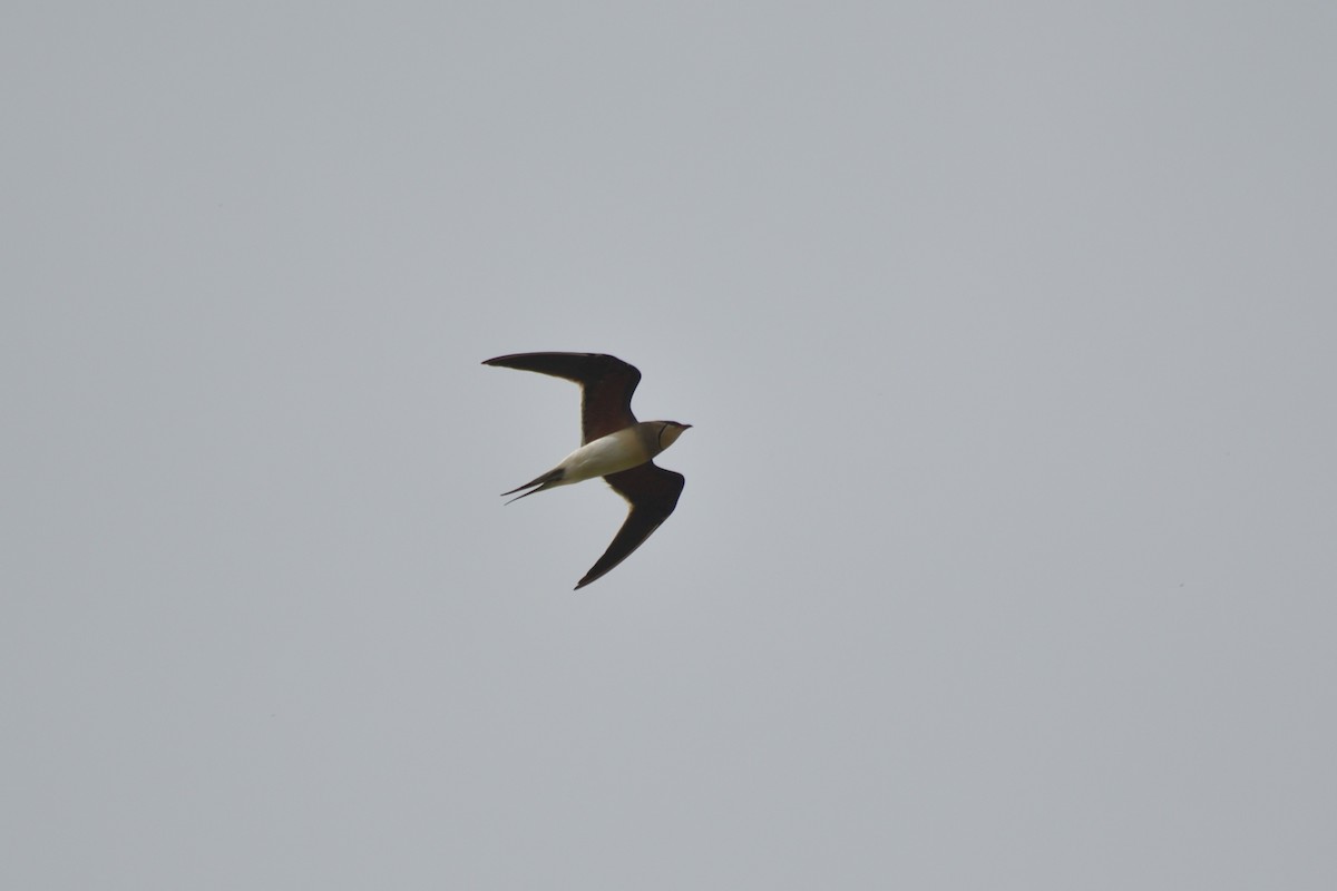 Collared Pratincole - ML619521790