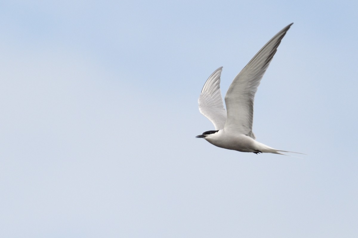 Common Tern - 岳廷 蔡