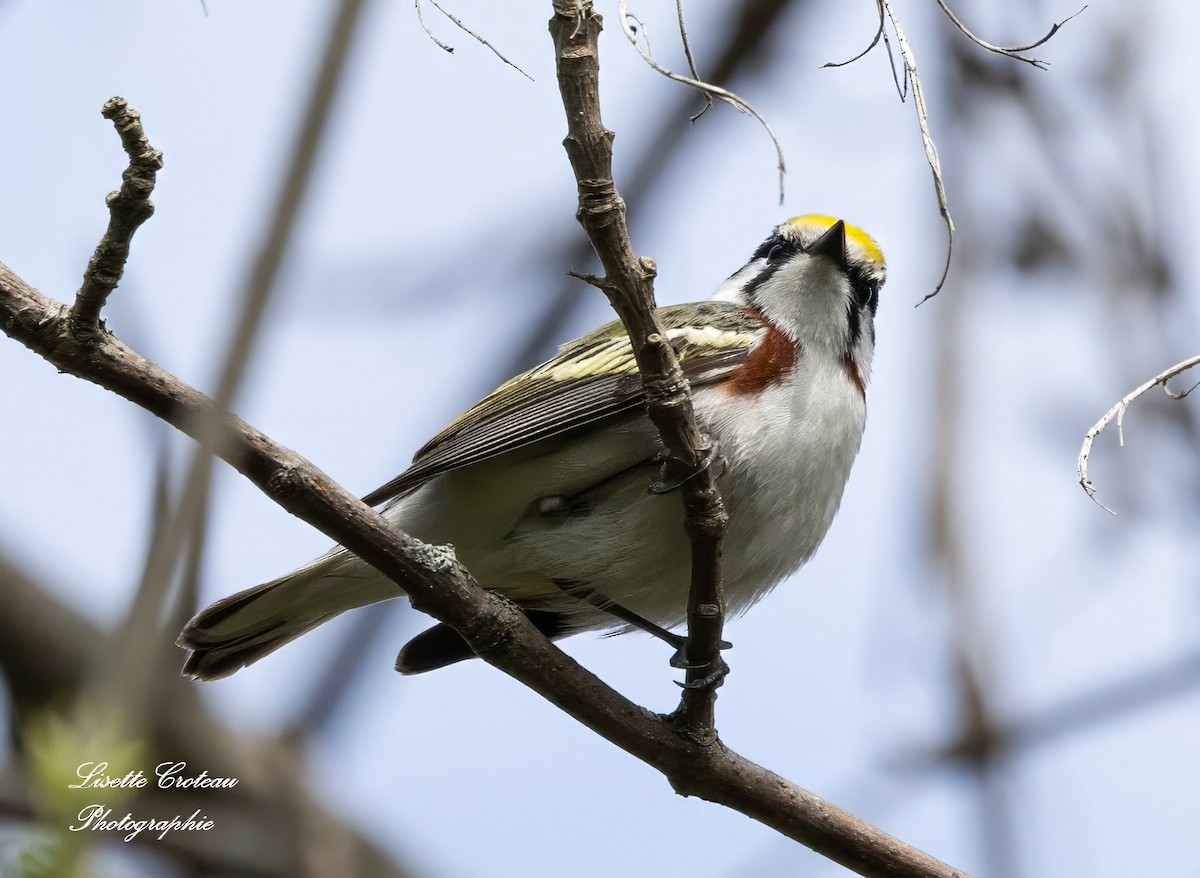 Chestnut-sided Warbler - Lisette Croteau