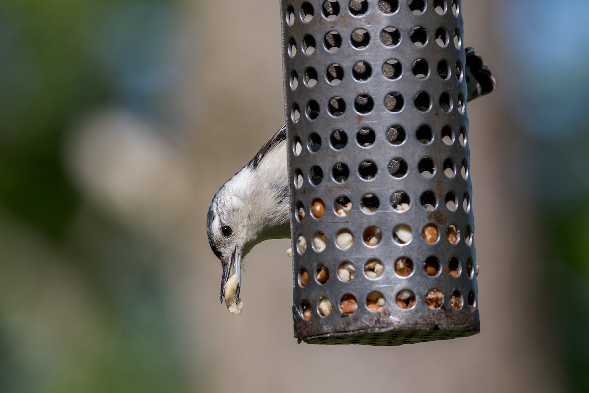 White-breasted Nuthatch - Ric mcarthur