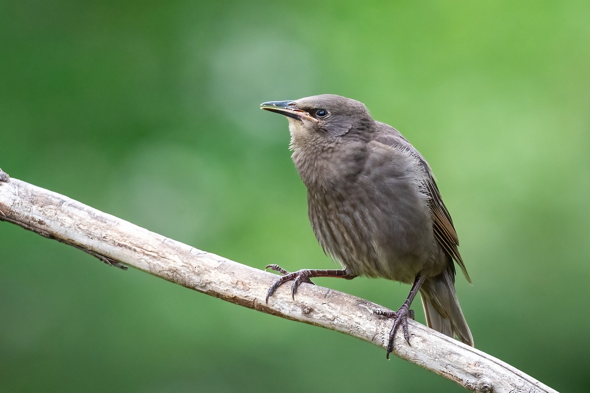 European Starling - Kayann Cassidy