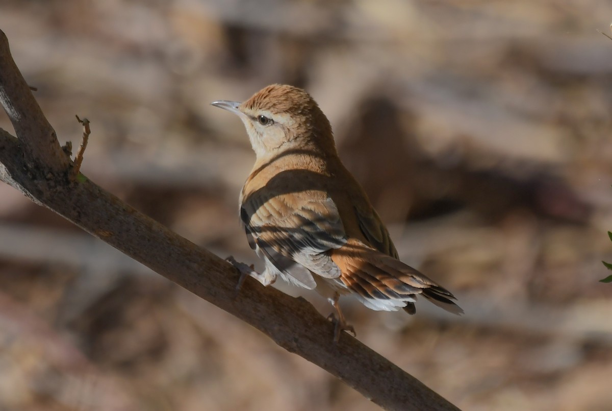 Rufous-tailed Scrub-Robin - Viorel-Ilie ARGHIUS