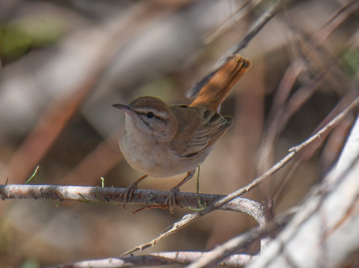 Rufous-tailed Scrub-Robin - Viorel-Ilie ARGHIUS