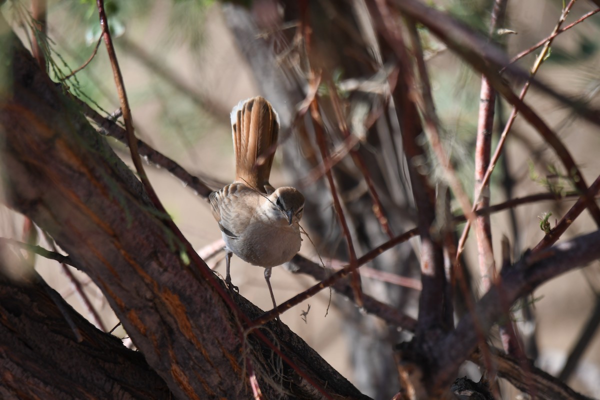 Rufous-tailed Scrub-Robin - Viorel-Ilie ARGHIUS