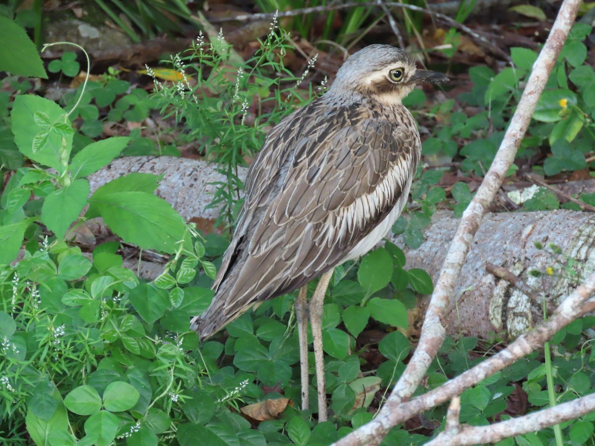 Bush Thick-knee - ML619521810