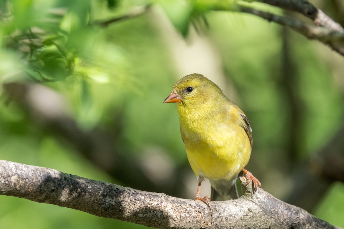 American Goldfinch - Ric mcarthur