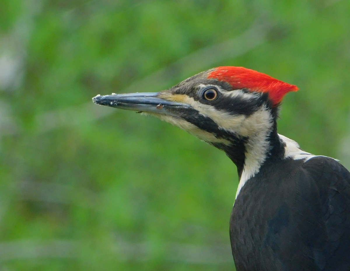 Pileated Woodpecker - Karen Cook