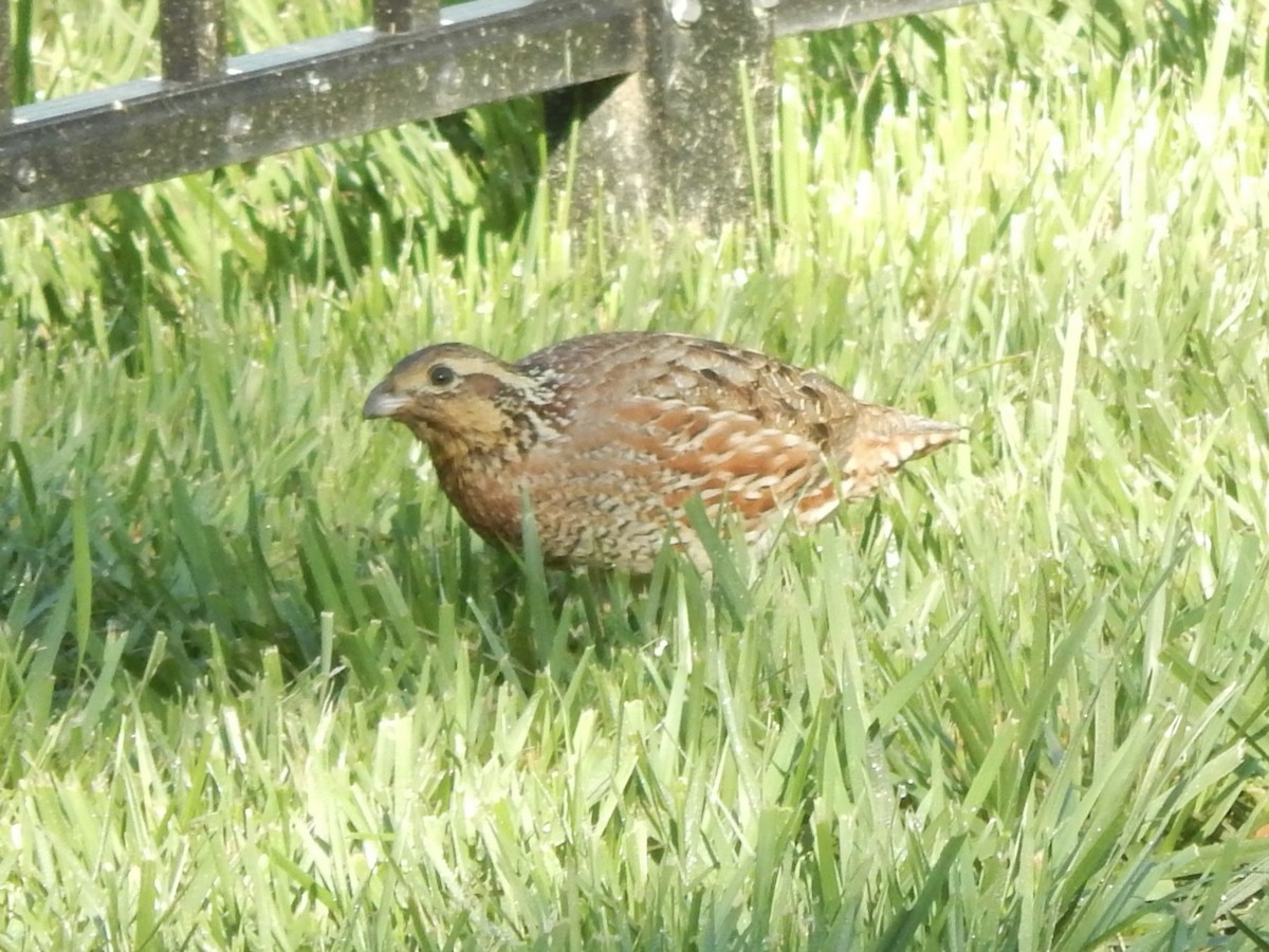 Northern Bobwhite - Bonnie Ramey