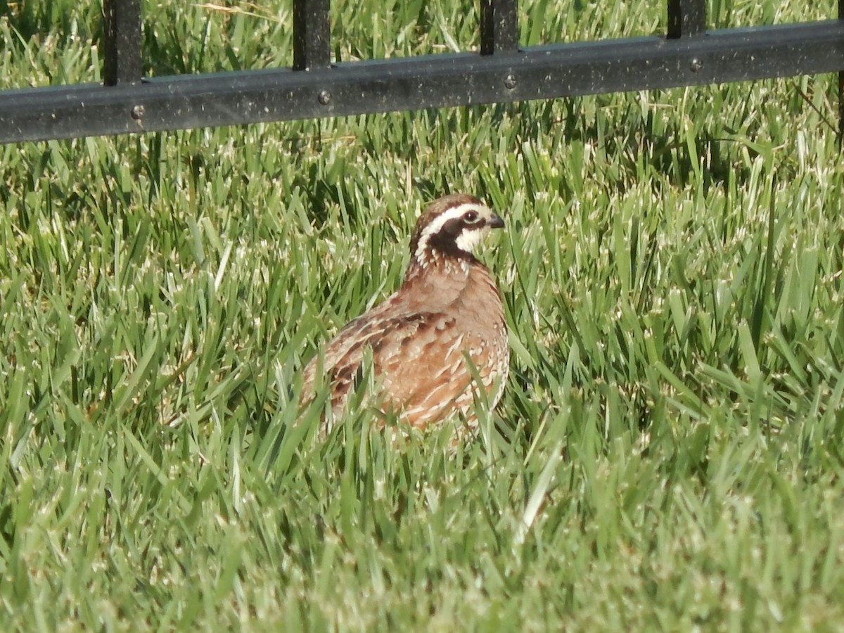 Northern Bobwhite - ML619521816