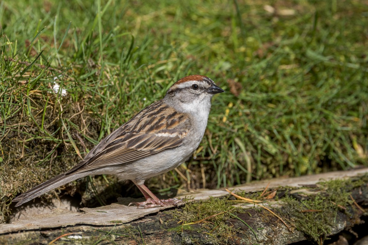 Chipping Sparrow - Ric mcarthur