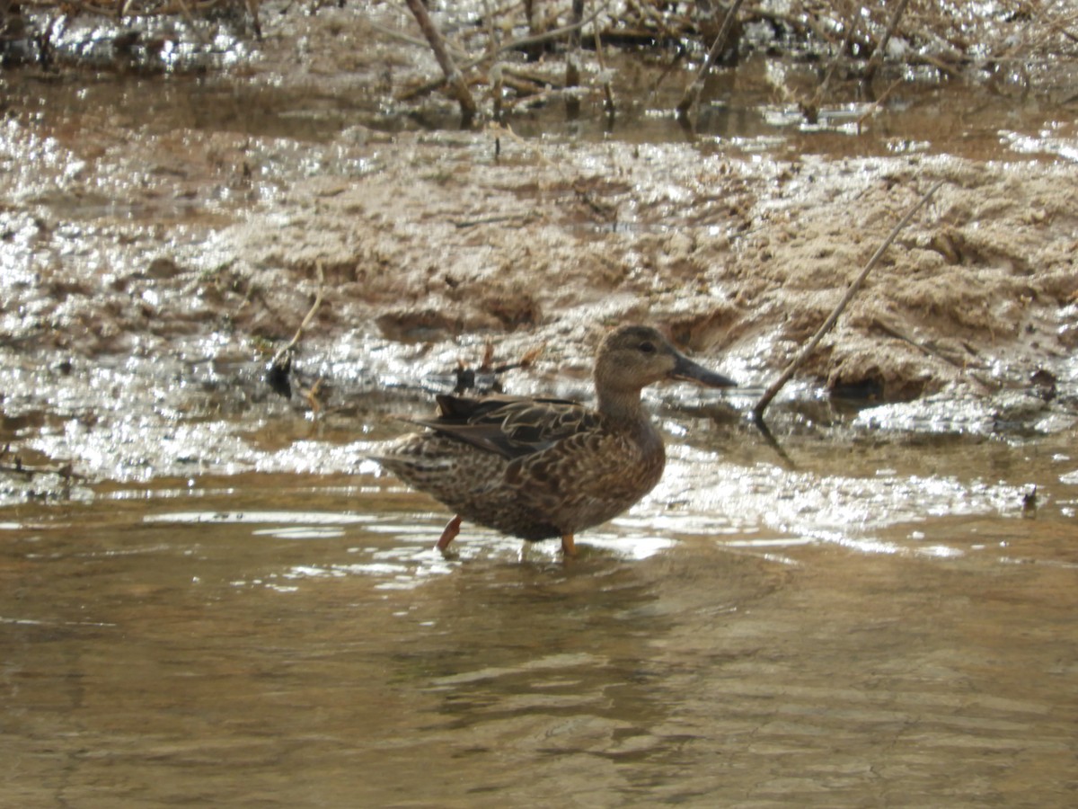 Cinnamon Teal - Thomas Bürgi