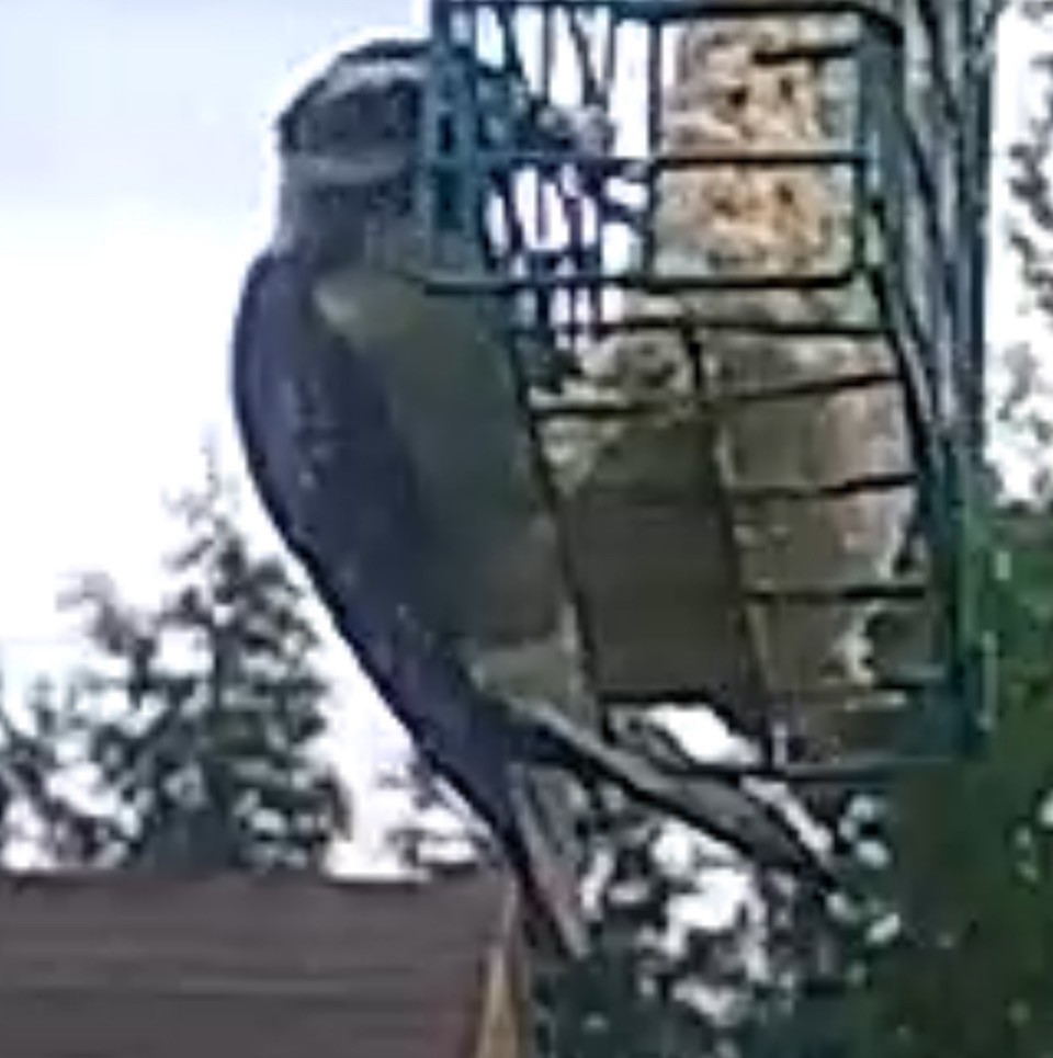 Downy Woodpecker - Isaac Powell