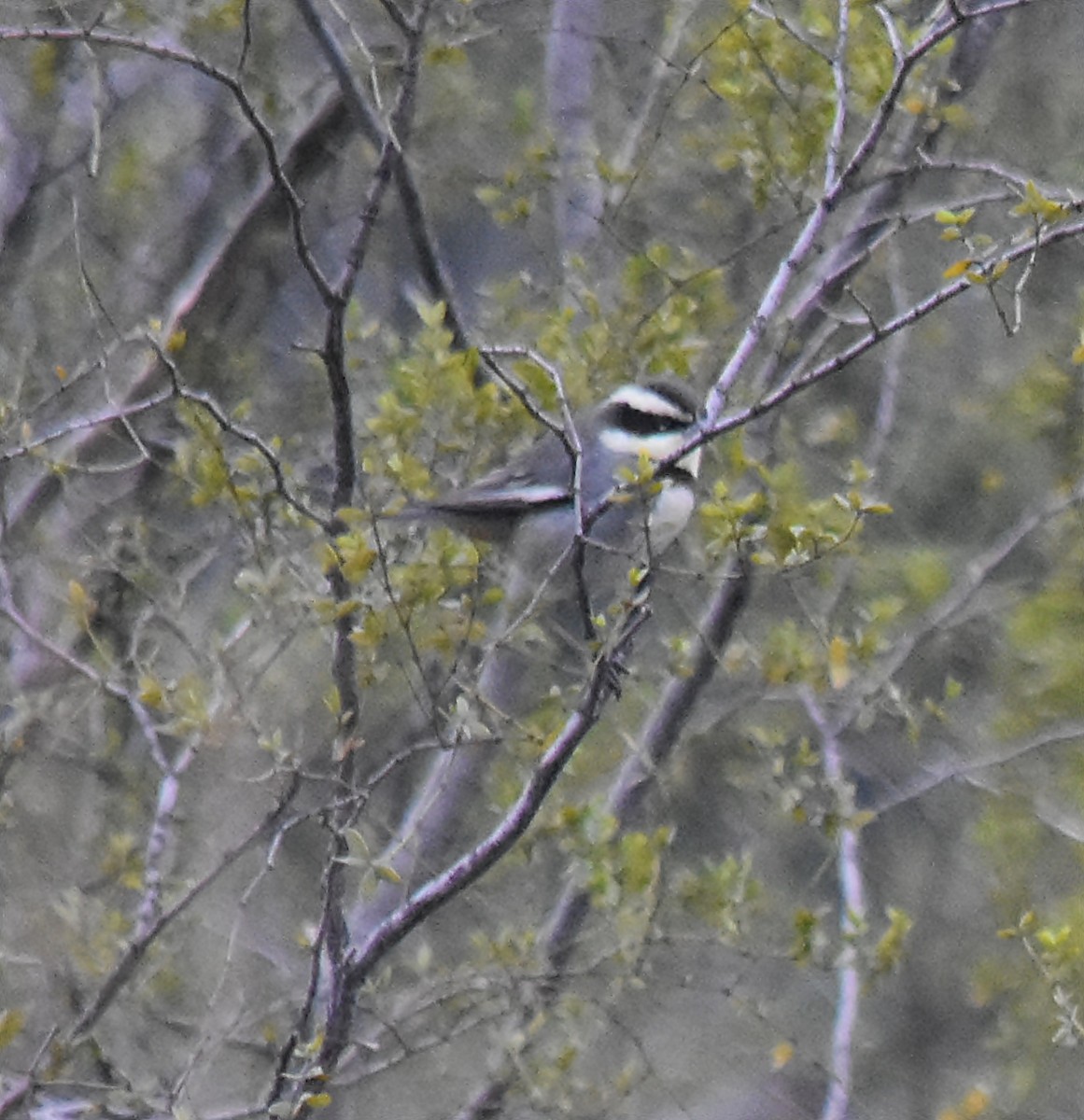 Ringed Warbling Finch - andres ebel